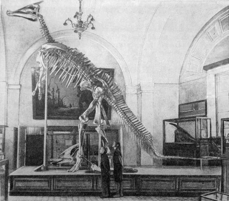 Скелет утконосого динозавра в Палеонтологическом музее в Москве