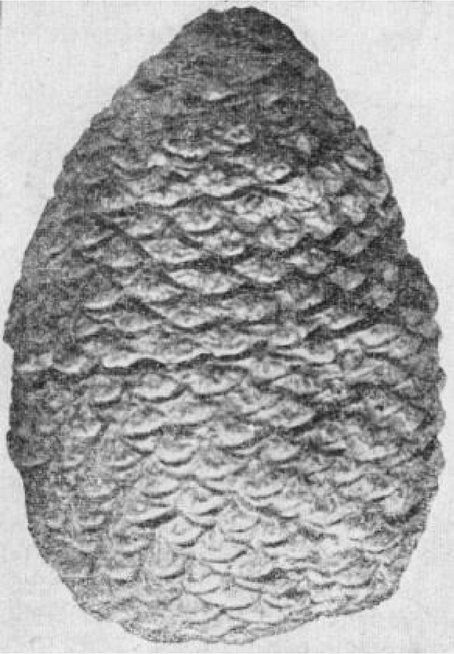 Ископаемая окремнелая шишка гигантской араукарии из меловых отложений Ширэгин-Гашунской впадины, х 1