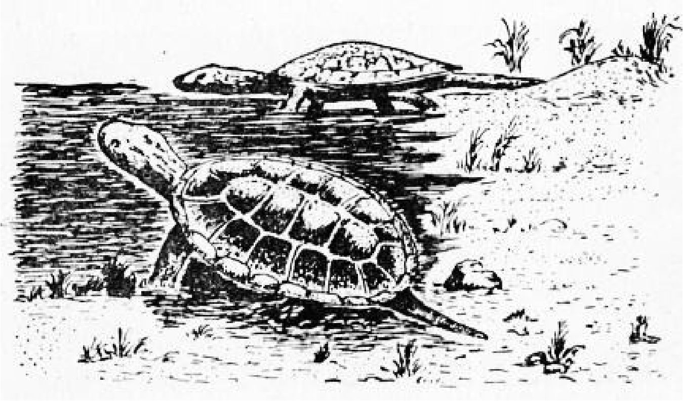 Водная черепаха Монголемис, описанная Л.И. Хозацким и М. Млынарским. х 0.2