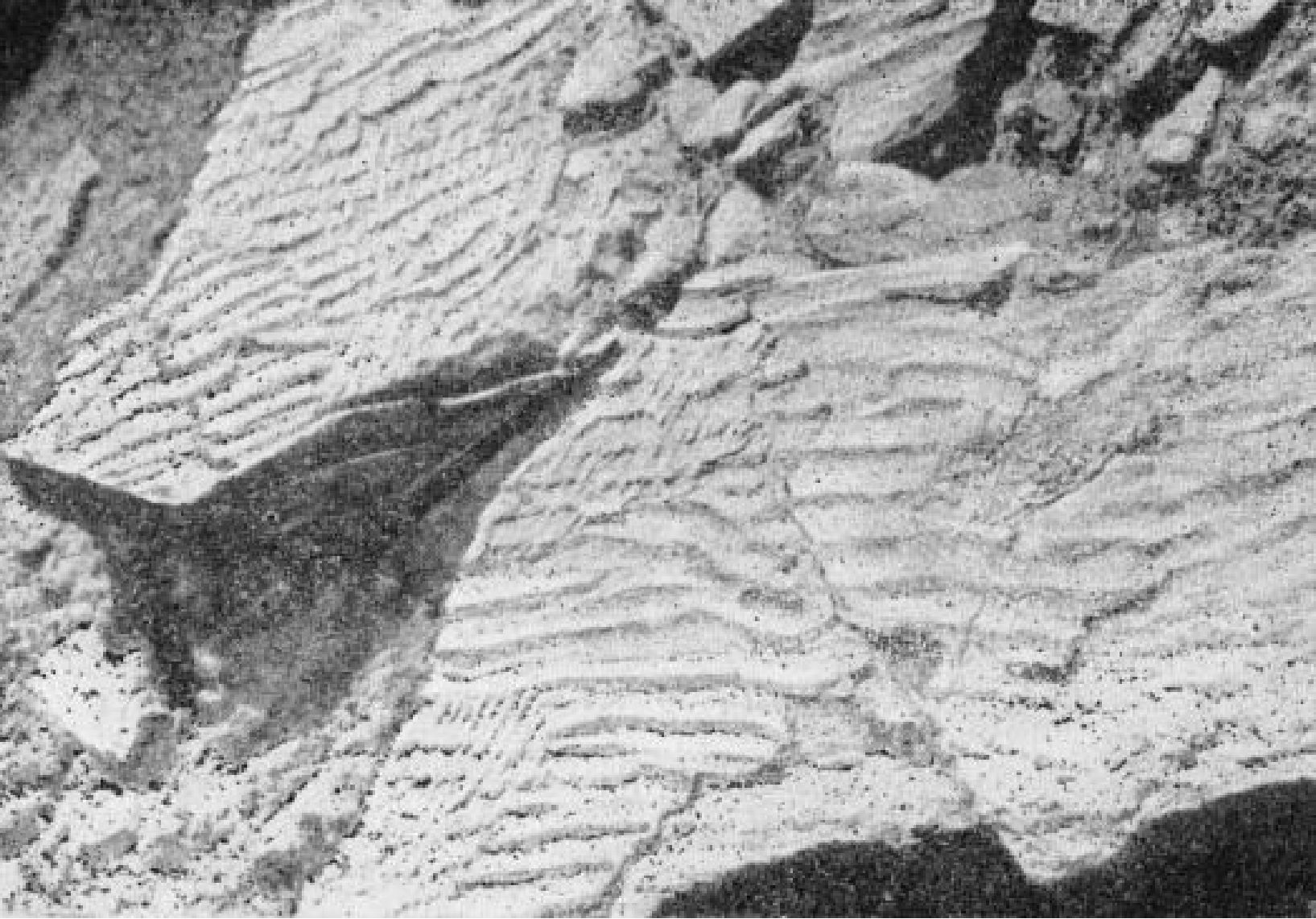 Знаки ряби на песчанике позднемелового времени в Заалтайской Гоби. Фото В.Ф. Шувалова