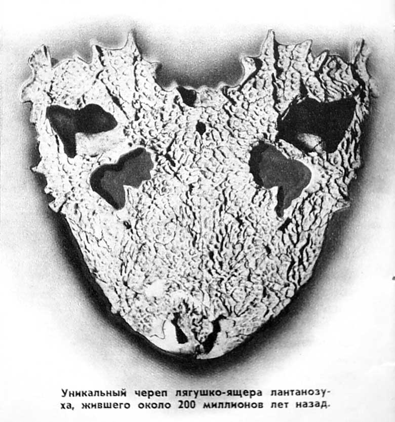 Уникальный череп лягушко-ящера лантанозуха, жившего около 200 миллионов лет наэад.