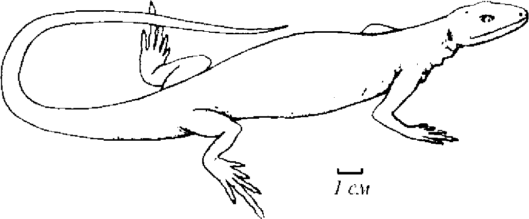 Древнейшая рептилия из семейства ромериид (по Р.К. Кэрролу)