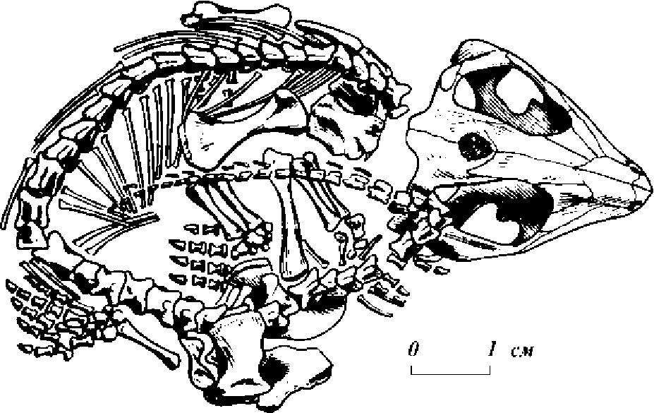 Скелет проколофона тихвинския