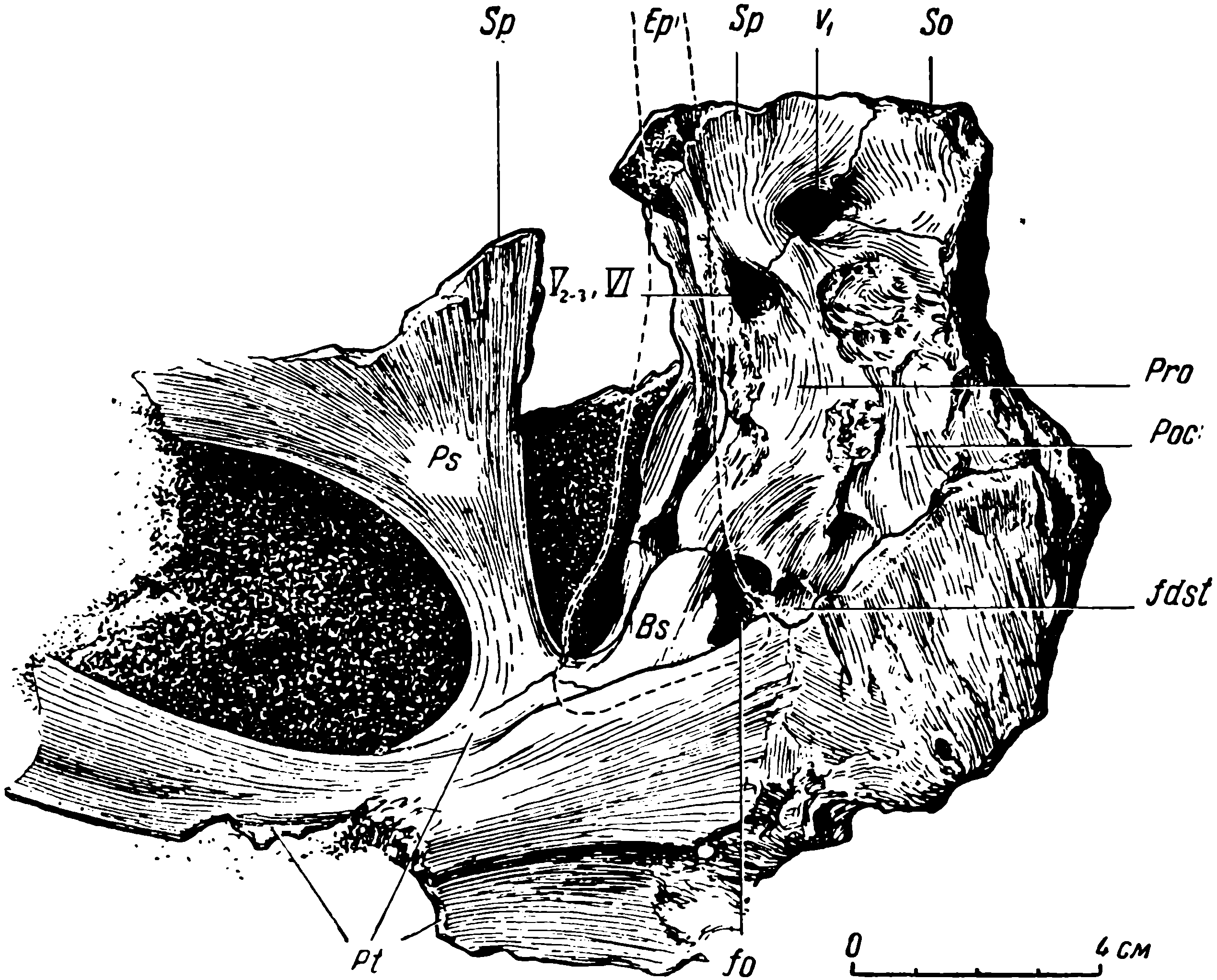 Рис. 10. Deuterosaurus biarmicus Eichw. Мозговая коробка черепа ЛГМ/ЧМП № 1, сбоку, с левой стороны. Пунктиром показаны контуры отломанного эпиптеригоида. Обозначения см. рис. 6, 9; кроме того: Ер — epipterygoideum; fdst — ямка для дорсального отростка stapes; fo — fenestra ovalis; Ps — parasphenoideum; Sp — sphenetmoideum; Pro — prooticum. Черным заштрихованы заполненные породой и потому неясные по строению полости мозгового черепа.
