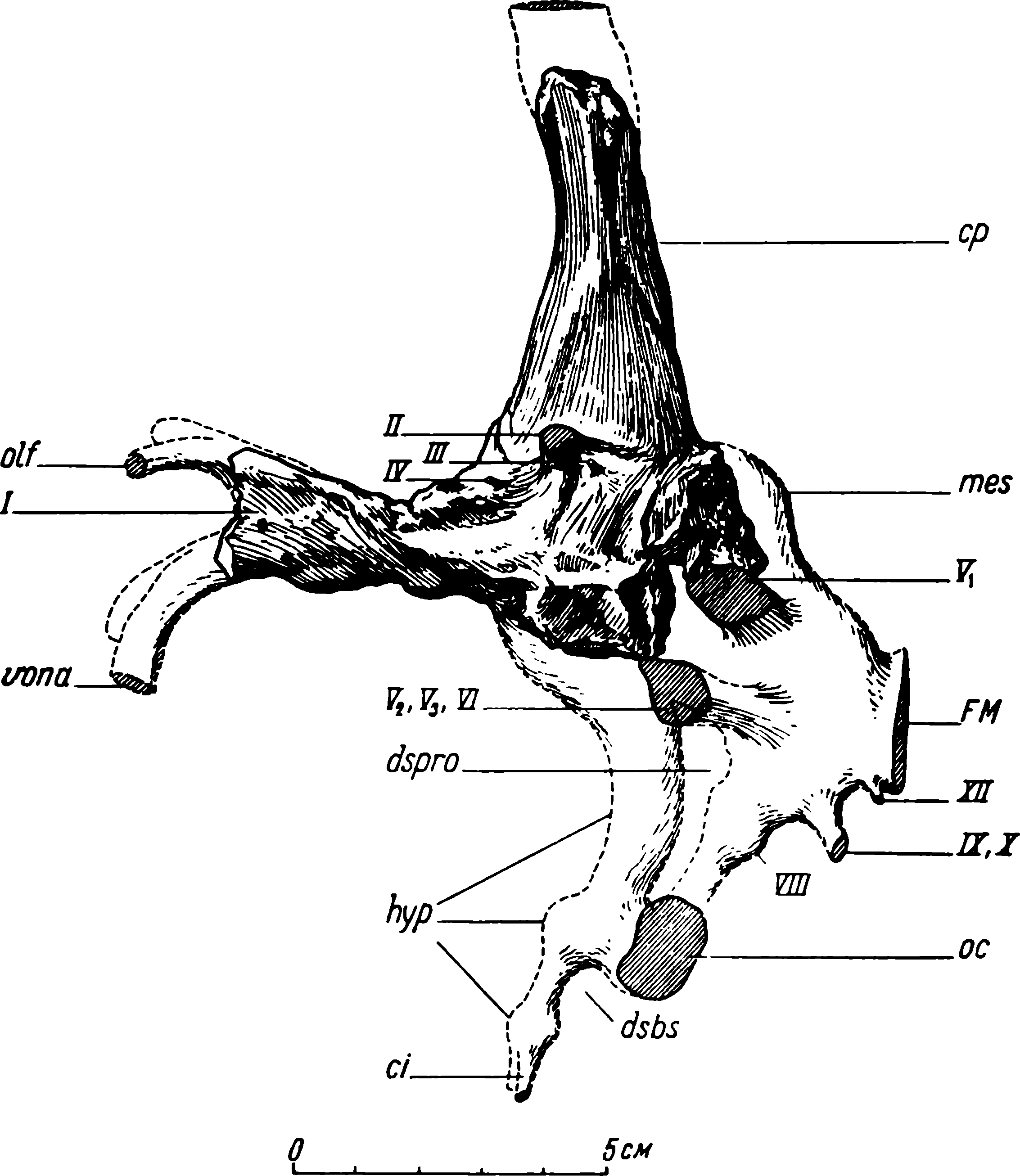 Рис. 13. Deuterosaurus biarmicus Eichw. Слепок мозговой полости ЛГМ/ЧМП № 2; недостающие части дополнены по мозговой коробке черепа ЛГМ/ЧМП № 1. Обозначения см. рис. 9, 11; кроме того: I — общий ствол обонятельного нерва; cp — пинеальный канал; dspro — dorsum sellae prooticum; dsbs — dorsum sellae basisphenoidei; FM — foramen magnum; hyp — hyrophysis; mes — средний мозг (mesencephalon); oc — разрез области fenestra ovalis; VIII, IX, X — восьмой, девятый и десятый черепные нервы (n. n. acuslicus glossopharyngeus et vagus), XII — двенадцатый черепной нерв (n. hypoglossus)