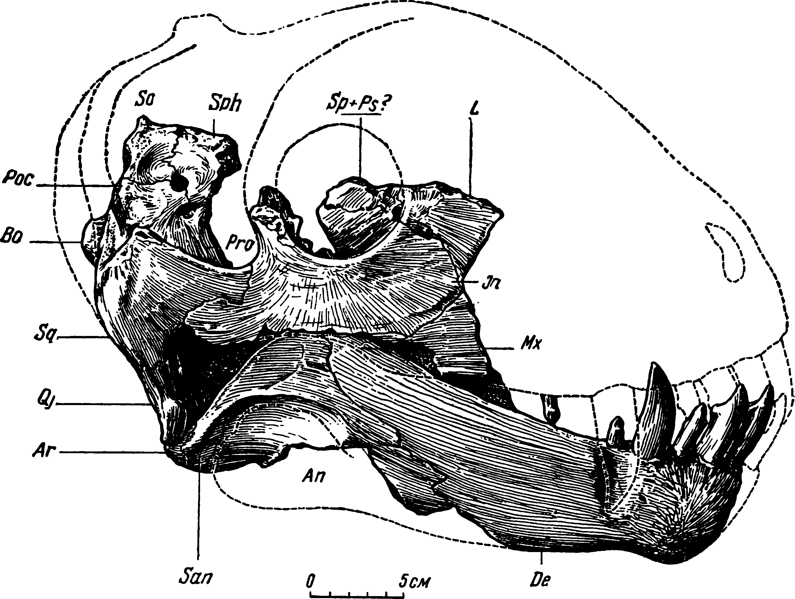 Рис. 16. Deuterosaurus biarmicus Eichw. ЧерепЛГМ/ЧМП № 1, сбоку, справа, с нижней челюстью, как сохранилась. Контуры верхней части черепа восстановлены по черепу ЛГМ/ЧМП № 2. Сохранившиеся на левой стороне зубы нижней челюсти перенесены на правую сторону. Обозначения см. рис. 3, 5, 6, 10; кроме того: Аn — angulare, Ar — articulare, De — dentale Sansupraangulare