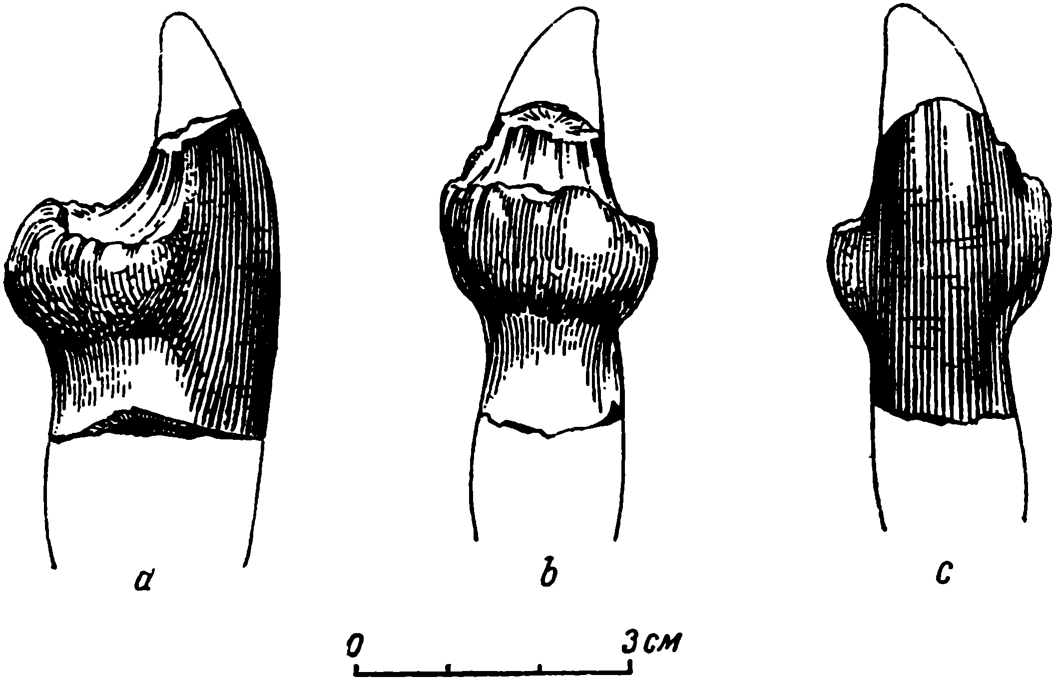 Рис. 20. Deuterosaurus gigas sp. nov. Второй нижнечелюстной зуб КГУ/ЧМП № 5, a — сбоку; b — сзади; c — спереди 