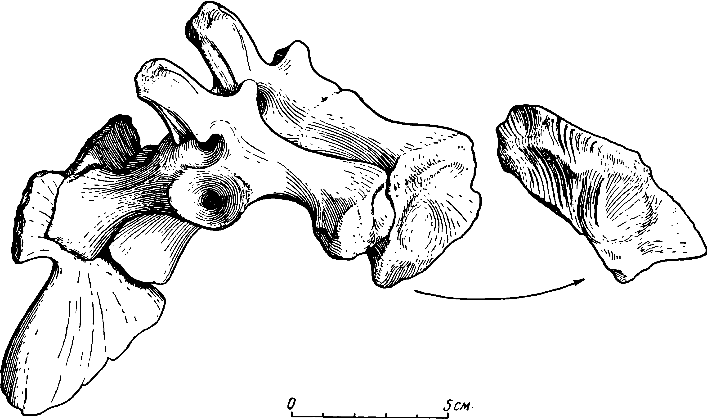 Рис. 24. Deuterosaurus biarmicus Eichw. Крестец с обеими подвздошными костями, ЛГМ/ЧМП № 11, вид сзади и сбоку. Верхняя пластинка правого ilium отъединена и показана с внутренней стороны