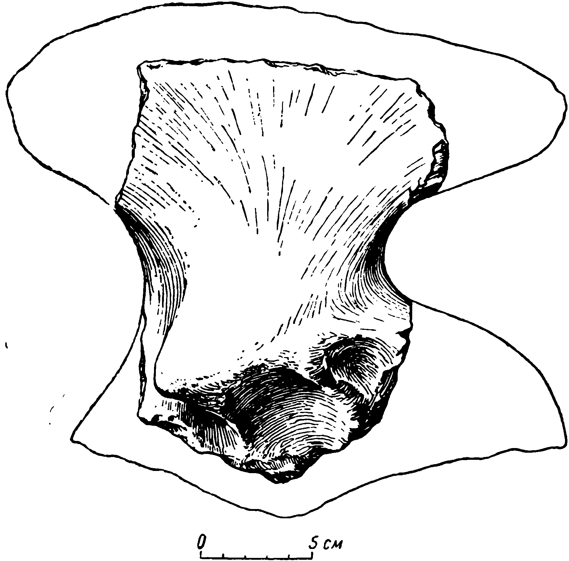 Рис. 26. Deuterosaurus gigas sp. nov. Левая подвздошная кость (ilium), ЛГМ/ЧМП № 57, с наружной стороны