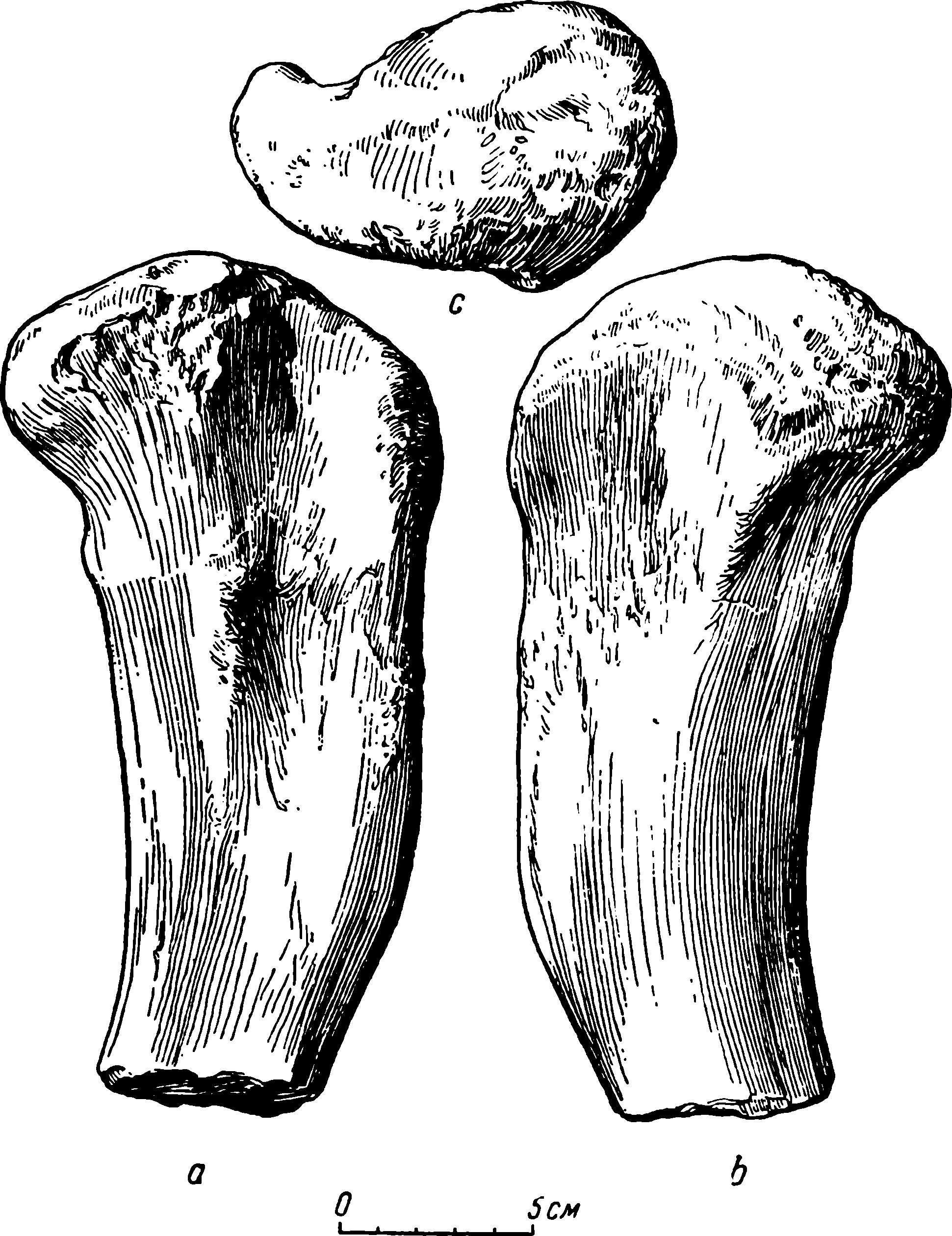 Рис. 28. Deuterosaurus gigas sp. nov. Правая бедренная кость (femur), проксимальная часть, КГУ/ЧМП № 13. a — задневентральная сторона; b — переднедорсальная сторона; c — головка бедра (caput femoris) сверху