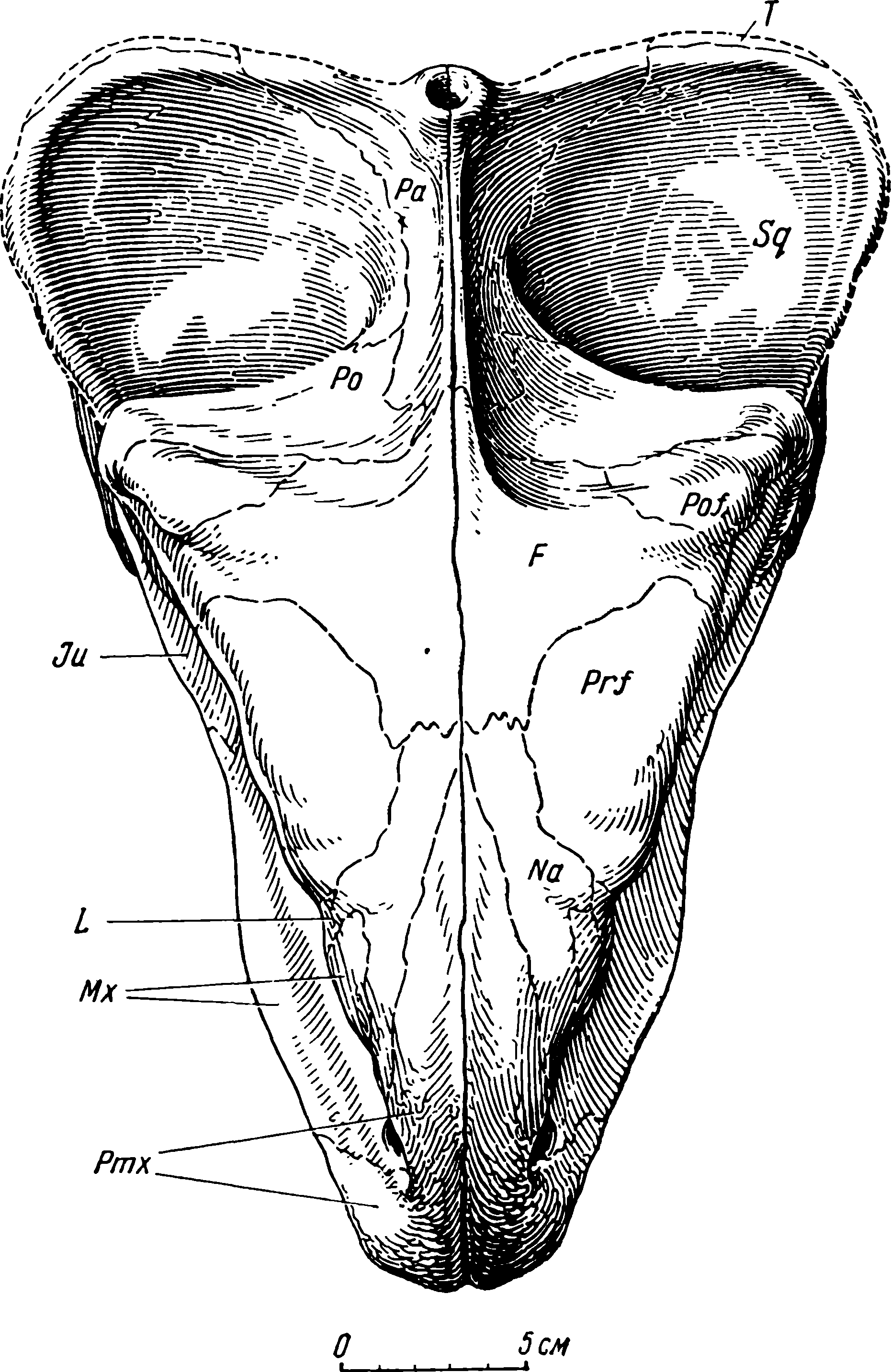 Рис. 3. Реконструкция черепа дейтерозавра — Deuterоsaurus biarmicus Eichw. Дорсальная поверхность. Pmx — praemaxillare; Mx — maxillare; Na — nasale; L — lacrymale; Prf — praefrontale; F — frontale; Pof — postfrontale; Po — postorbitale; Ju — jugale; Pa — parietale; Sq — squamosum; T — tabulare