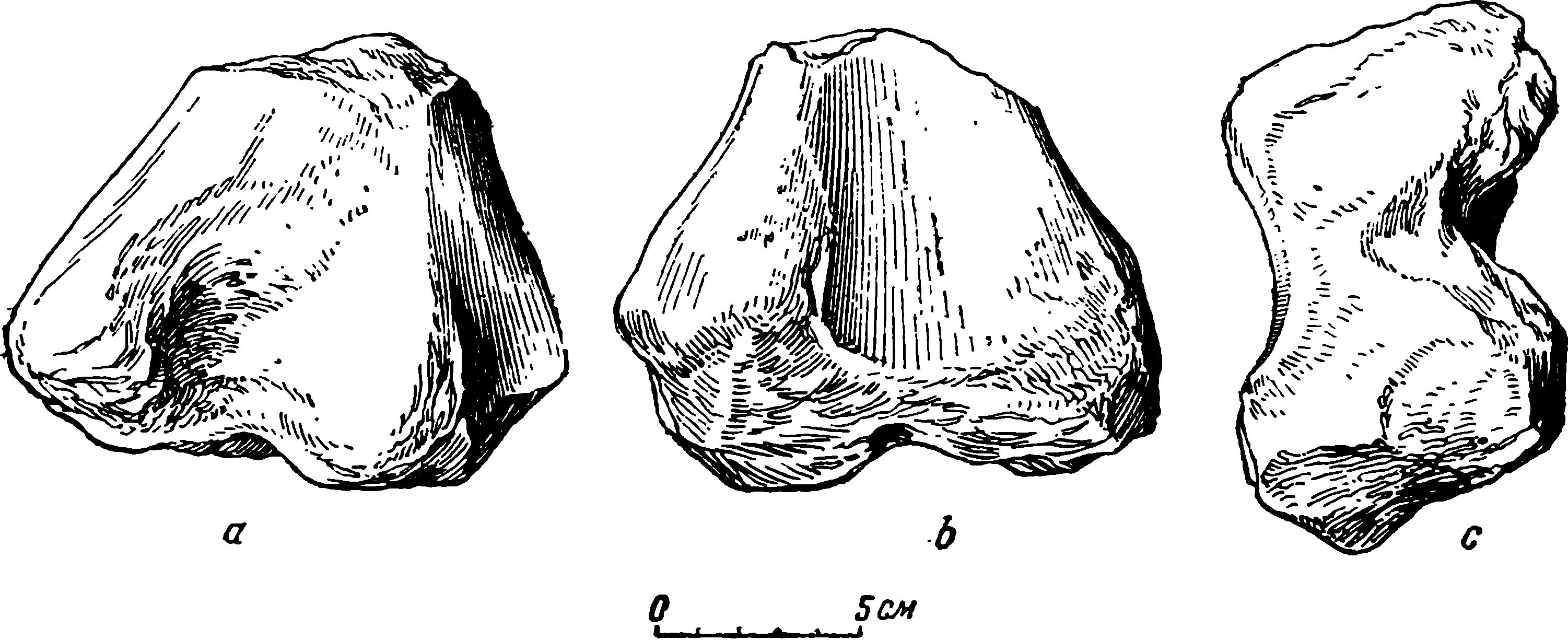 Рис. 30. Deuterosaurus gigas sp. nov. Правая бедренная кость (femur), дистальный конец, ПИН № 294/20. a — вид сбоку; b — вид сверху; c — вид снизу