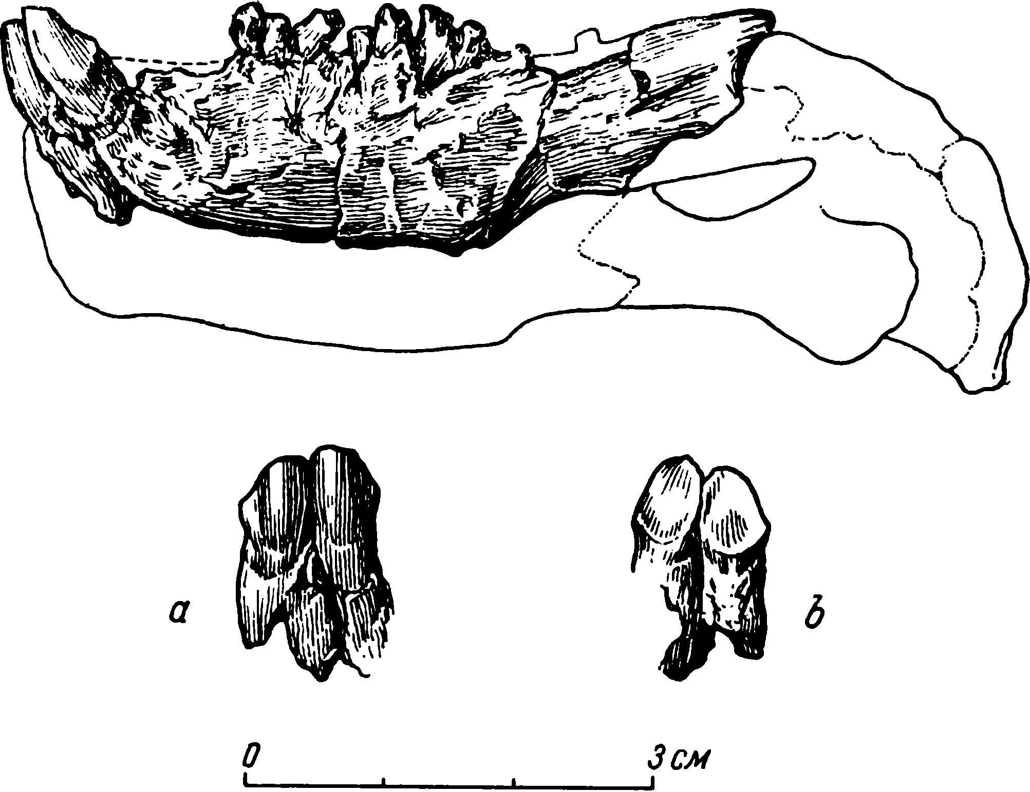 Рис. 34. Venjukovia prima Amal. Левая нижняя челюсть (тип рода), ПИН № 48/1. a — передние симфизные зубы («резцы») спереди; b — то же, сзади. Увеличено