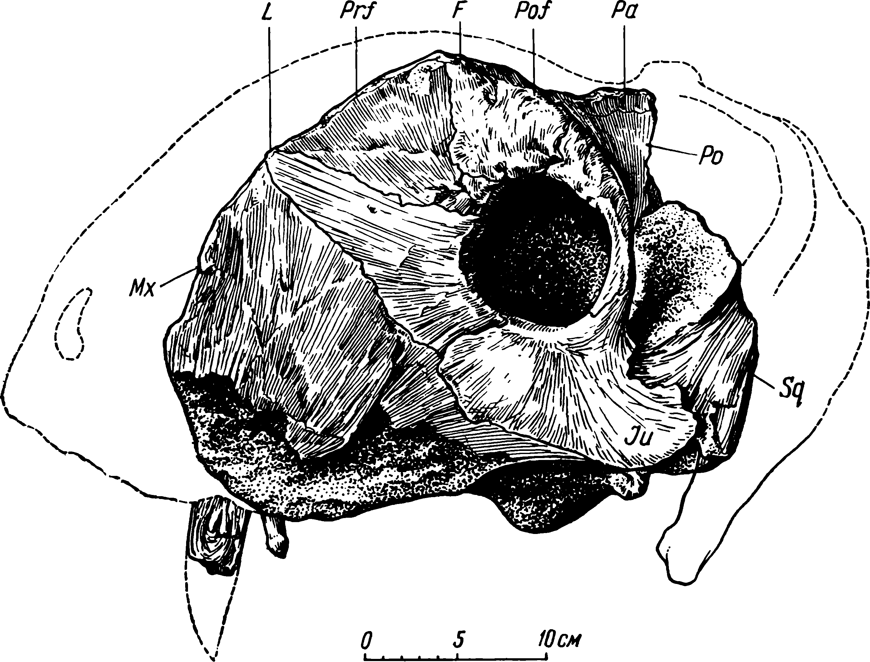 Рис. 4. Deuterosaurus biarmicus Eichw. Череп ЛГМ/ЧМП № 2, сбоку. Нижний незаполненный контур челюстного края у клыка дан по свинцовому отливу правой стороны. Обозначения см. рис. 3