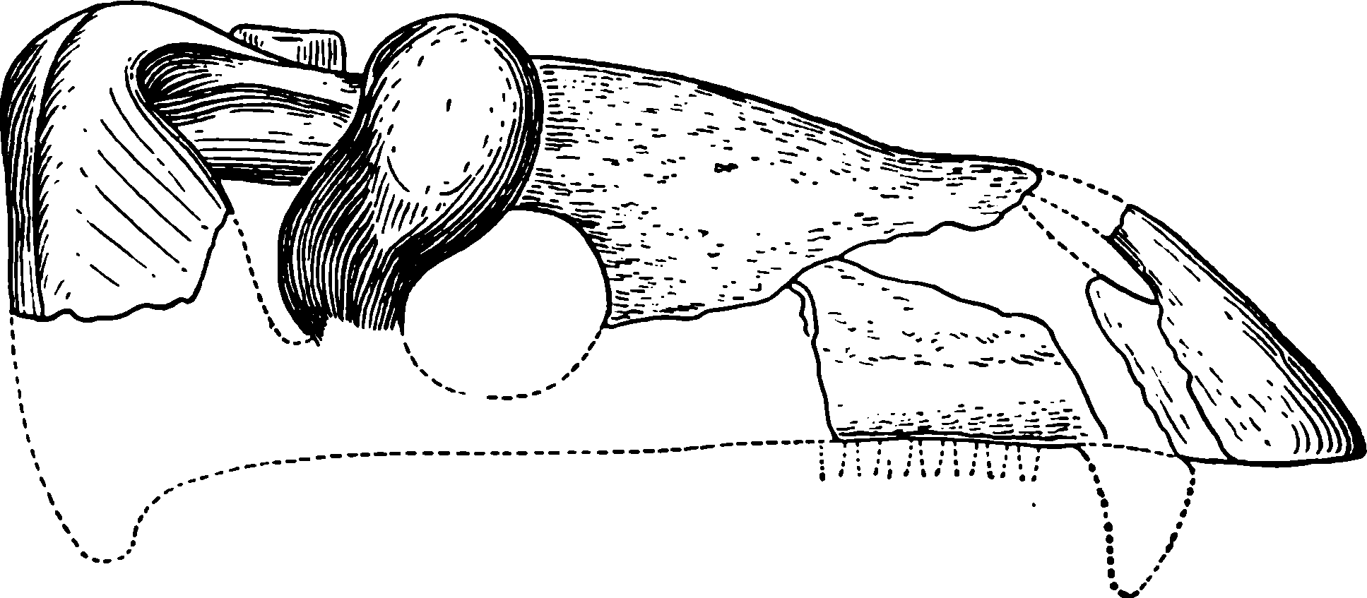 Рис. 48. Anteosaurus magnificus Watson. Череп сбоку, справа. Приблизительно ⅕ нат. вел.
