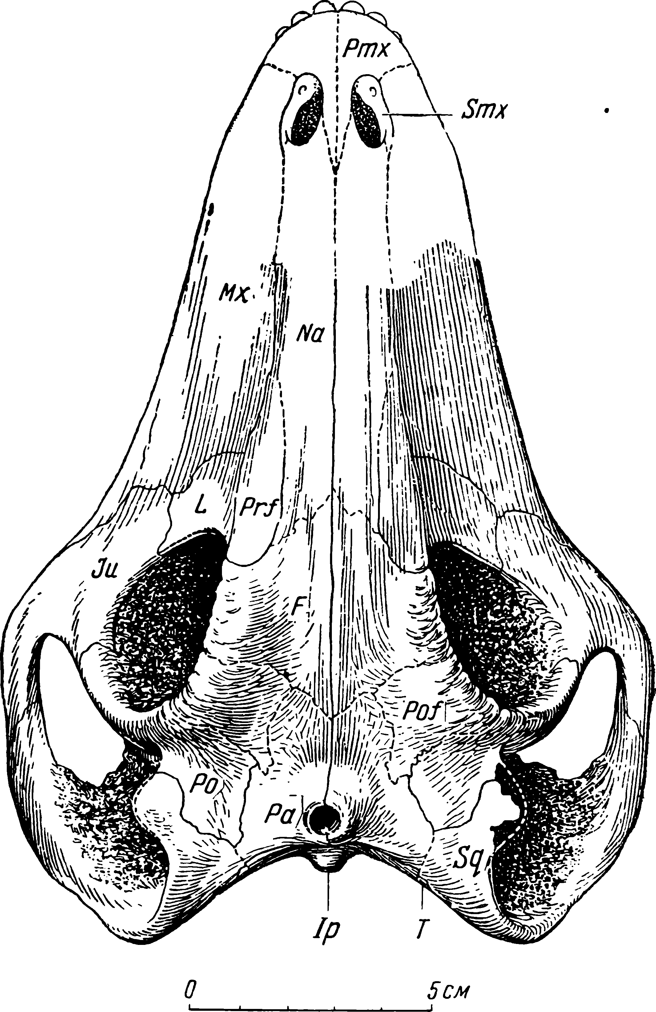 Рис. 49. Phthinosuchus discors gen. et sp. nov. Череп ЛГМ/ЧМП № 3, сверху. Обозначения см. рис. 3, 5, 6, 16. Участки, заполненные породой, зачернены