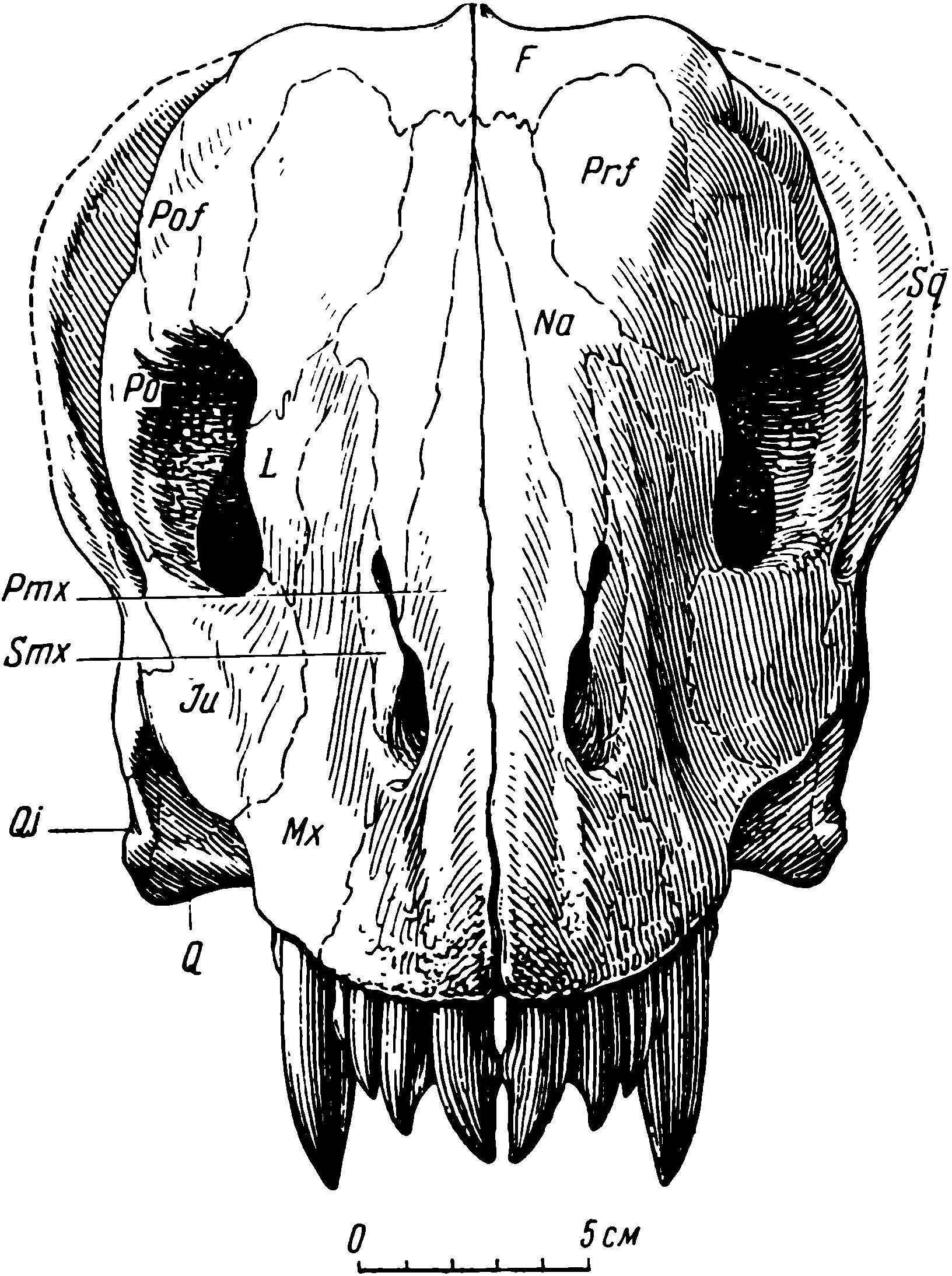 Рис. 5. Deuterosaurus biaruicus Eichw. Реконструкция черепа, вид спереди. Обозначения см. рис. 3; кроме того: Smx — Septomaxillare; Q — quadratum; Qj — quadratojugalia