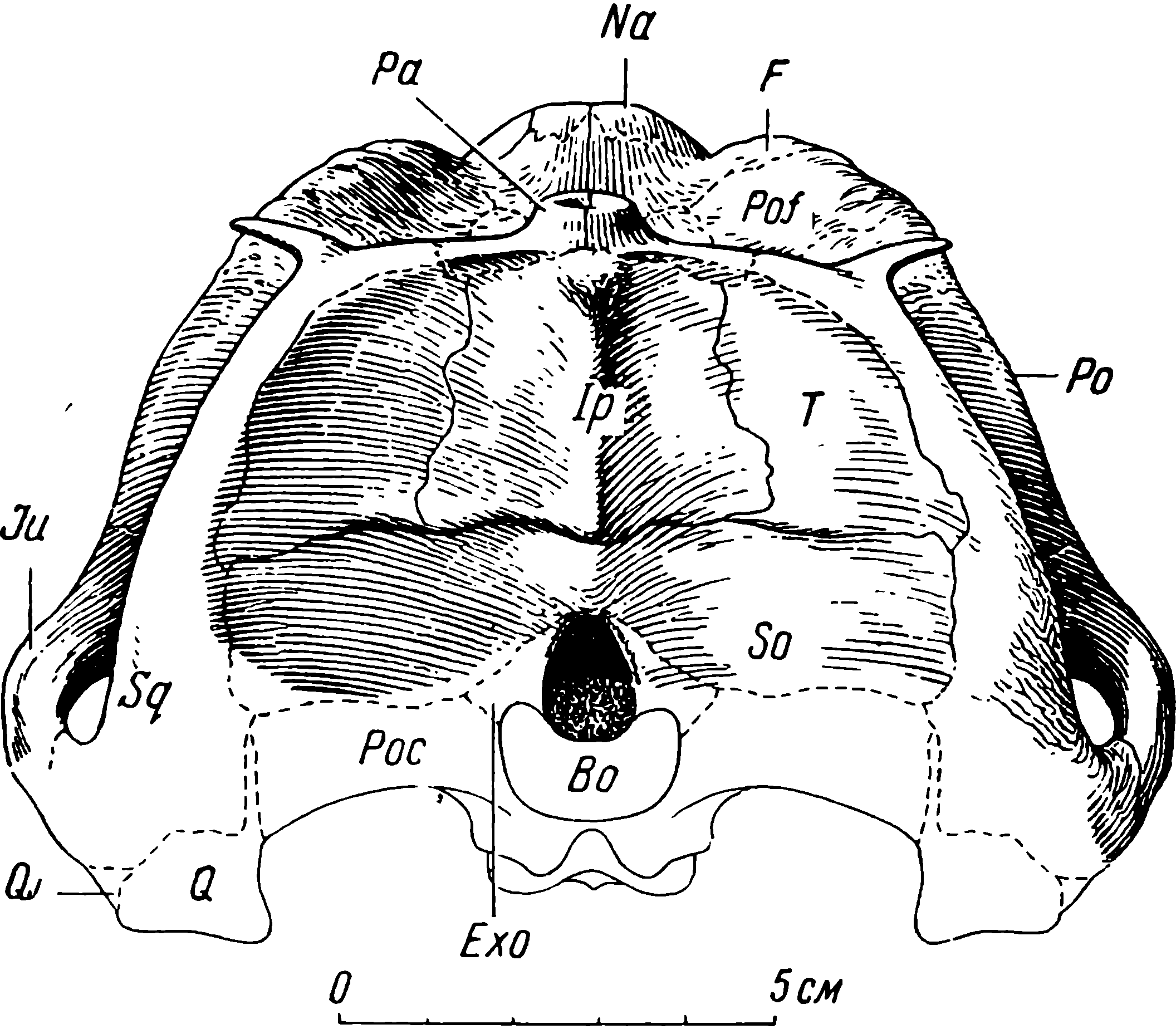 Рис. 51. Phthinosuchus discors gen. et sp. nov. Череп ЛГМ/ЧМП № 3, затылочная поверхность. Обозначения см. рис. 3, 5, 6