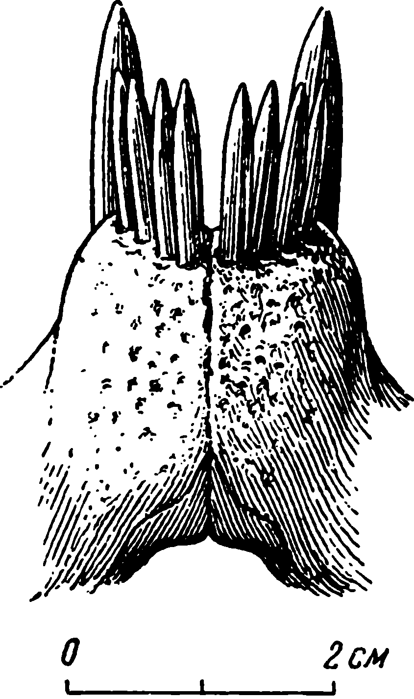 Рис. 59. Phthinosaurus borissiaki Efr. Симфиз нижних челюстей спереди. Реконструкция