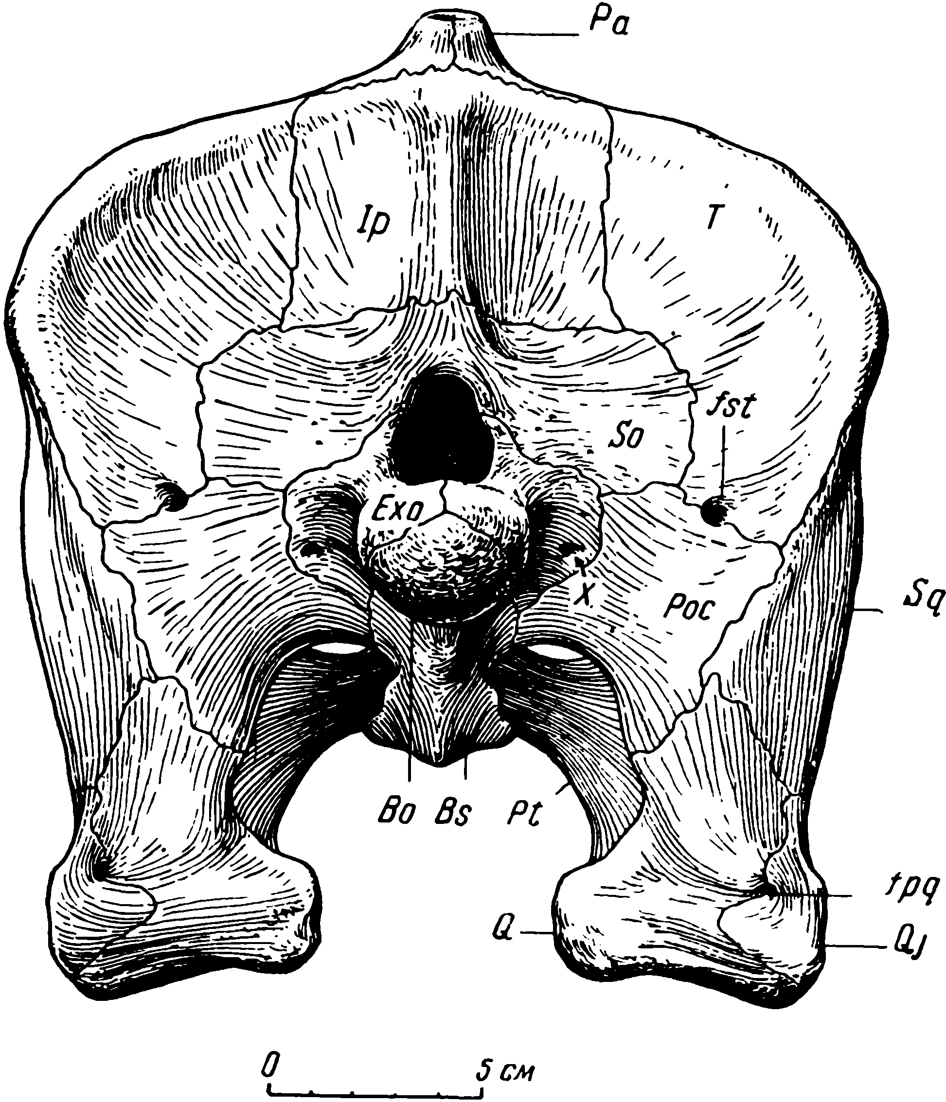 Рис. 6. Deuterosaurus biarmicus Eichw. Реконструкция затылочной поверхности черепа. Обозначения см. рис. 3, 5; кроме того: Ip — interparietale; So — supraoccipitale; Poc — paroccipitale; Exo — exoccipitale; fst — fenestra subtabularis; fpq — foramen paraquadratum; Bo — basioccipitale; Bs — basisphenoideum; Pt — pterygoideum; X — отверстие десятого черепного нерва (n. vagus)