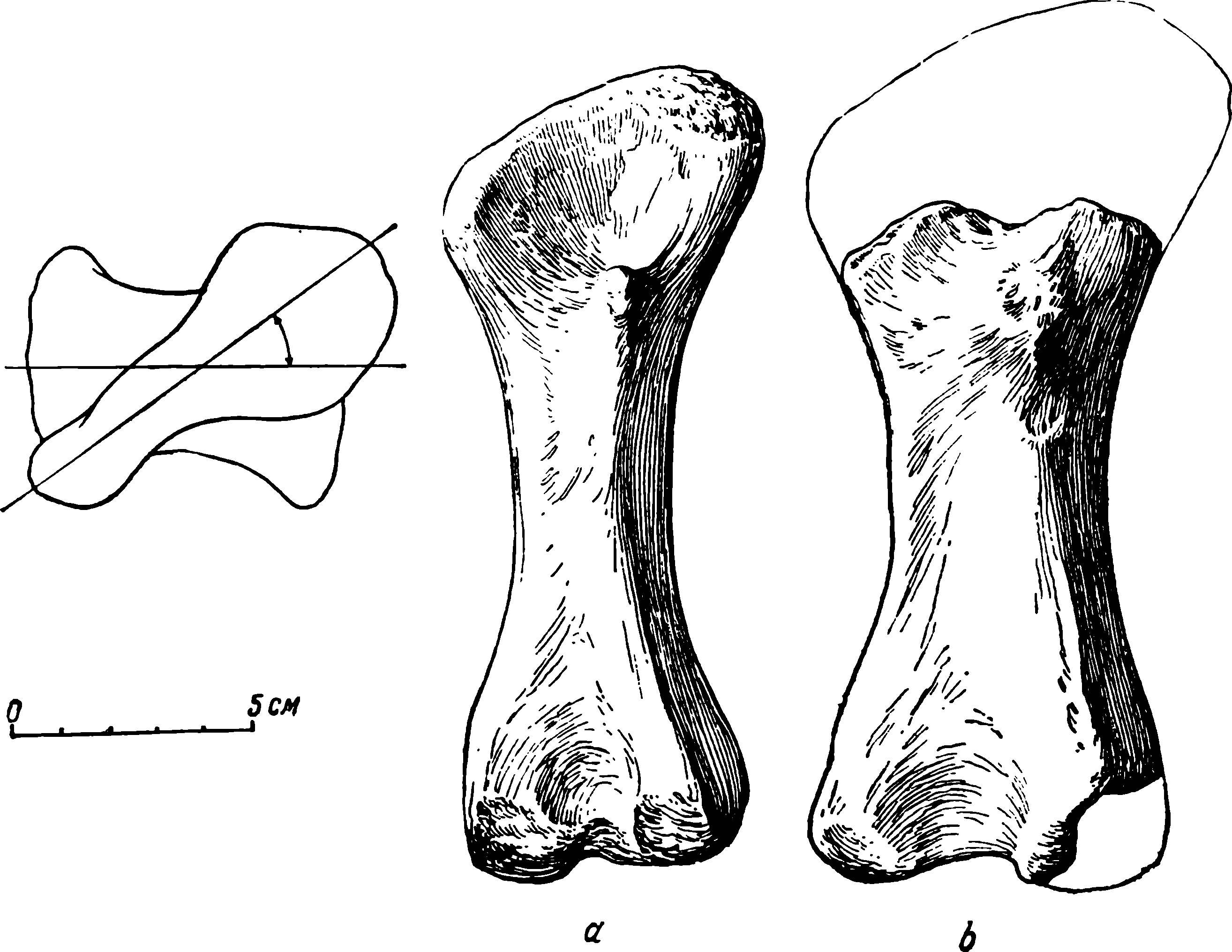 Рис. 63. Phreatosaurus bazhovi gen. et sp. nov. Левые бедренные кости (femora). a — ЛГМ/ЧМП № 75 с задневентральной стороны; б — МОИП/ЧМП № 6 — с той же стороны. Слева дана схема перекреста эпифизов