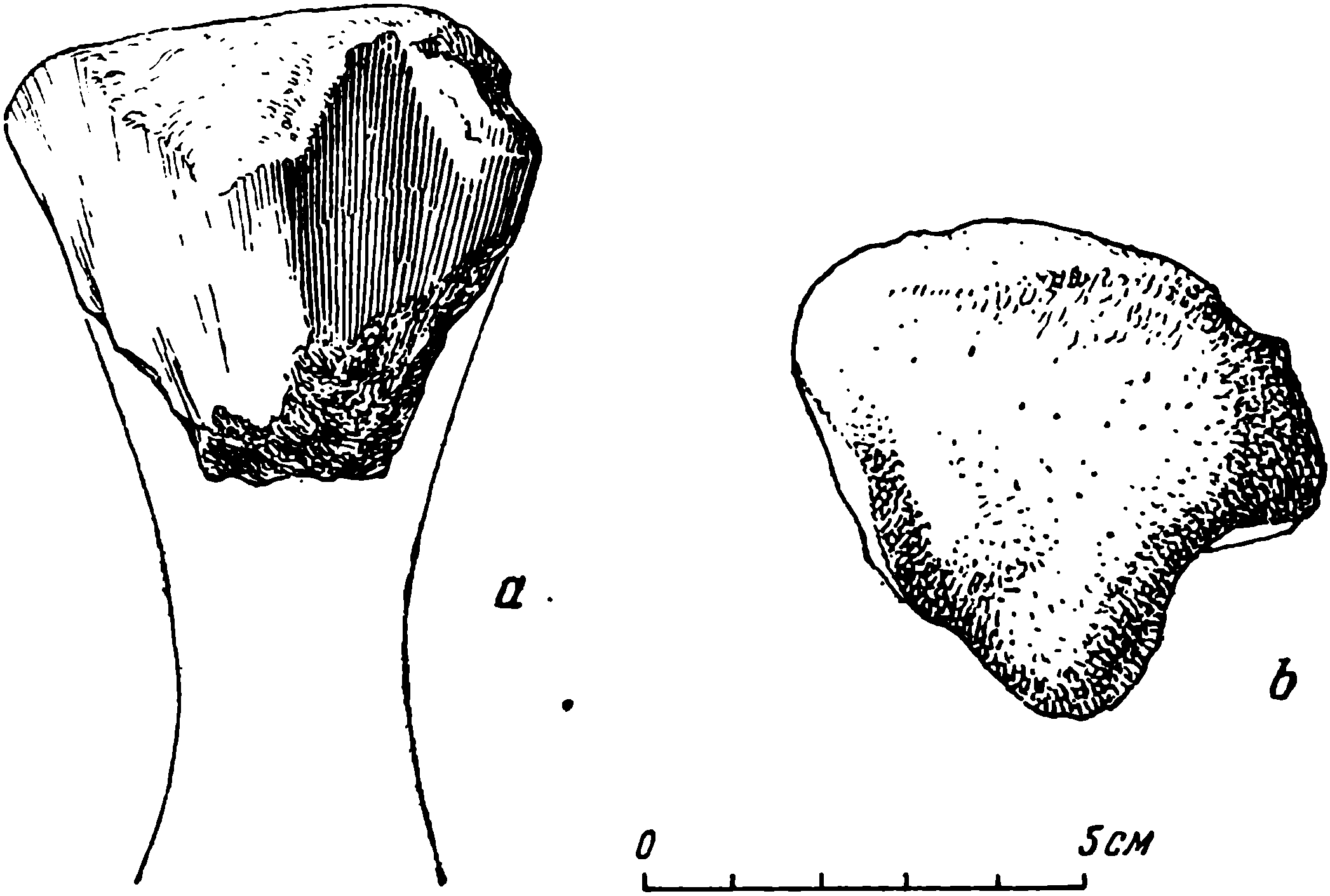 Рис. 65. Phreatosaurus bazhovi gen. et sp. nov. Большая берцовая кость (tibia), проксимальная часть, ЛГМ/ЧМП № 84. a — передне-нижняя сторона; b — вид сверху (проксимальная суставная поверхность)