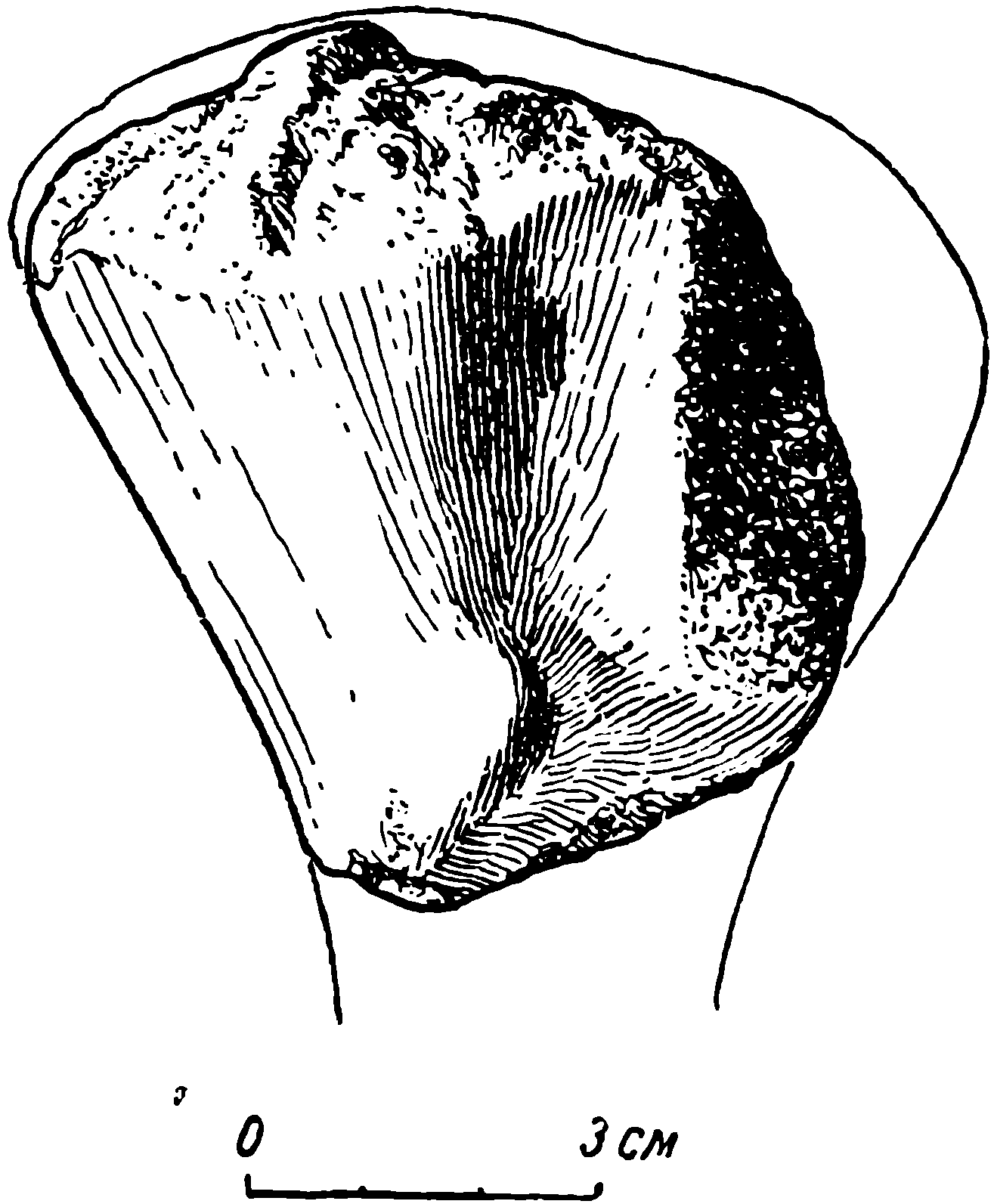 Рис. 66. Phreatosaurus menneri gen. et sp. nov. Правая бедренная кость ЛГМ/ЧМП № 74. Задневентральная поверхность