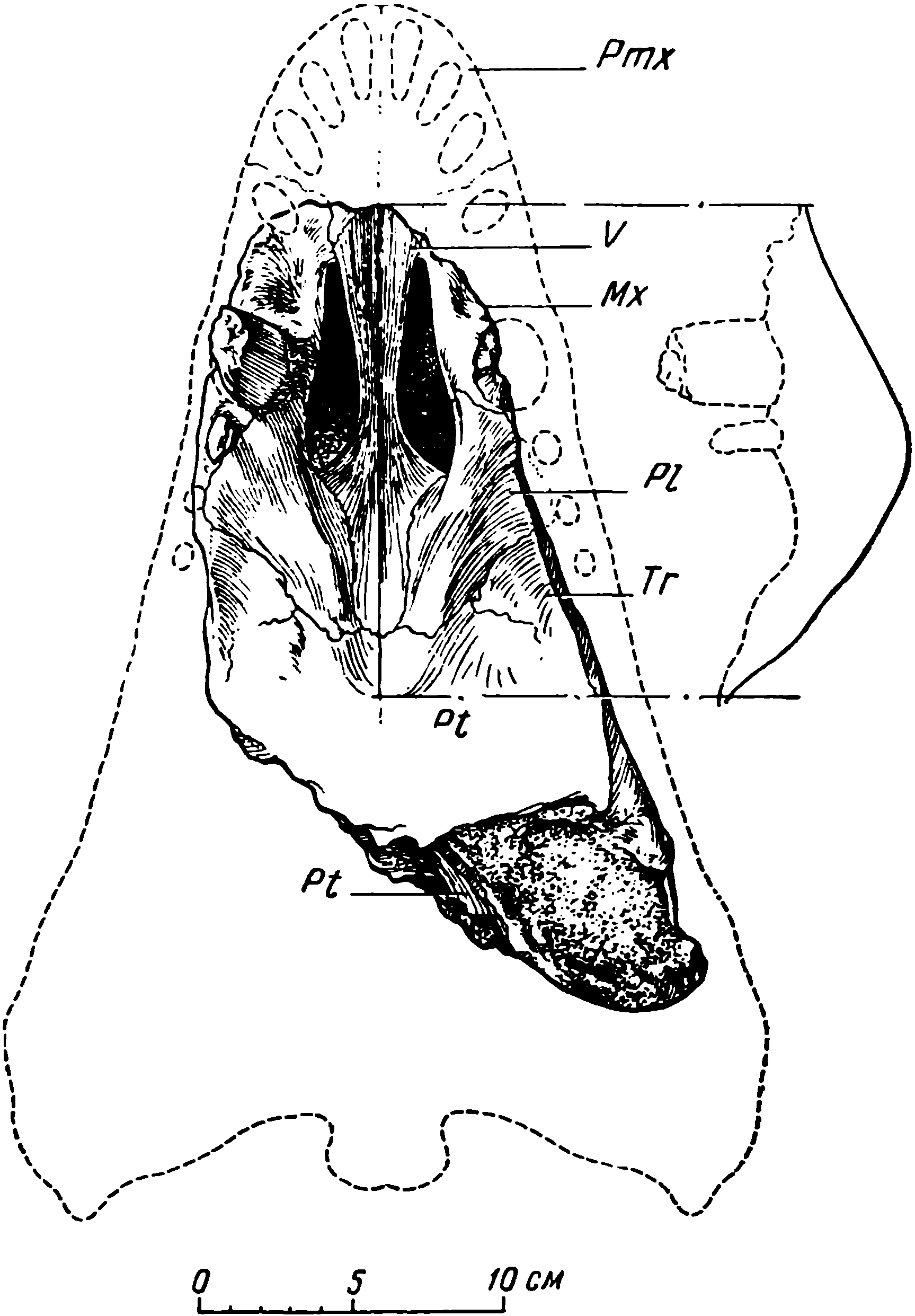 Рис. 7. Deuterosaurus biarmicus Eichw. Череп ЛГМ/ЧМП № 2, вентральная поверхность. С правой стороны вычерчен профиль углубленной хоанной области нёба. Обозначения см. рис. 3, 6; кроме того: V — vomer; Pl — palatinum; Tr — transversum