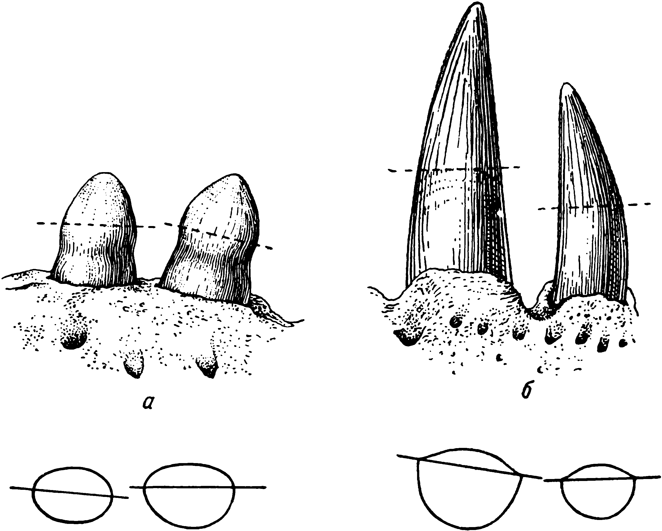 Рис. 71. Гребнистый крокодил (Crocodilus porosus). Зубы верхней челюсти. a — 13-й и 14-й левые зубы; немного увеличены; b — 7-й и 8-й левые зубы; натуральная величина. Внизу даны контуры сечения коронок с расположением осей режущих краев. Уровни сечения обозначены на зубах пунктирной линией