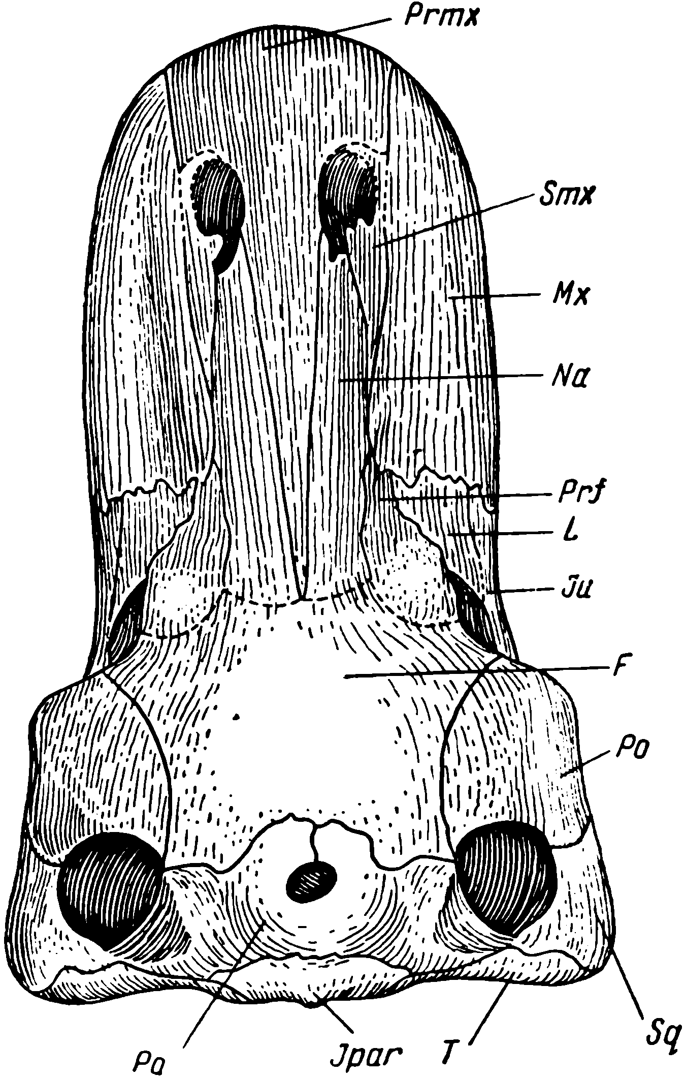 Рис. 75. Taurocephalus lerouxi Brooni. Череп, вид сверху, около ¼ натур. вел. Обозначения см. рис. 3, 47. Prmx — Praemaxillare
