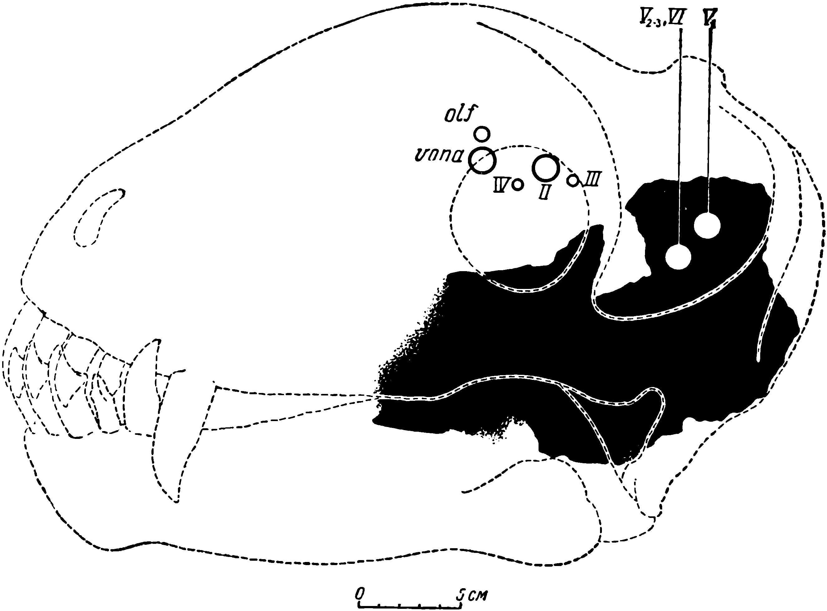 Рис. 9. Схема расположения отверстии черепных нервов на черепе дейтерозавра. Контуры и пропорции взяты с черепа ЛГМ/ЧМП № 1. Обозначения: olf — обонятельный нерв; vona — вомероназальный нерв; II — nervus opticus; III — n. oculomotoris; IV — n. trochlearis; V1 V2—3  — ветви тройничного нерва (n. trigeminus); VI — n. abducens. Черным обозначена сохранившаяся часть мозговой коробки черепа ЛГМ/ЧМП № 1. Остальные отверстия нервов сняты с черепа ЛГМ/ЧМП № 2