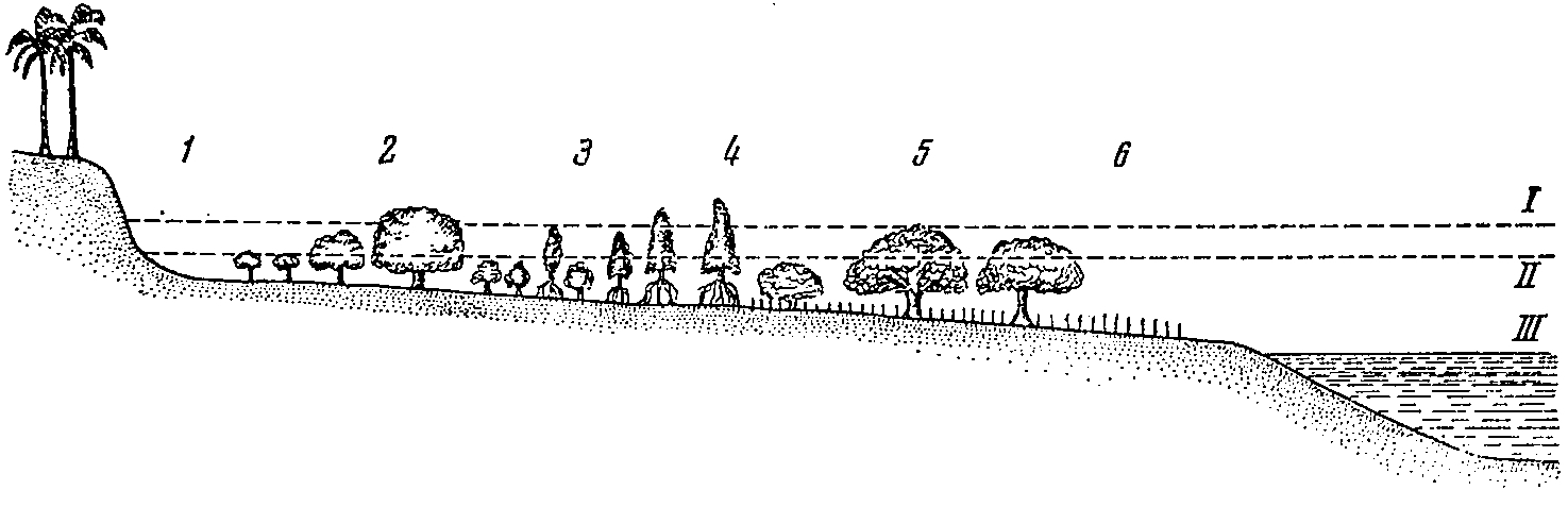 Рис. 3. Схематический профиль затопляемого морского побережья у Танга (Восточная Африка) (из Алехина, 1950). Характерна смена поясов мангровой растительности. Тип закрытого растительностью побережья (зона II). 1 — пояс, лишенный растительности; 2 — пояс с господством Avicennia; 3 — пояс Ceriops; 4 — пояс Rhizophora; 5 — пояс Sonneralia; 6 — граница распространения прибрежной растительности (открытая низменность). I — высший уровень прилива; II — нормальный прилив; III — низший уровень отлива