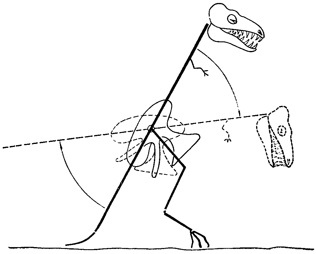 Рис. 4. Схема способа нападения крупного карнозавра. (Примерно 1/80 натуральной величины животного. Полная длина хвоста для уменьшения рисунка не показана)