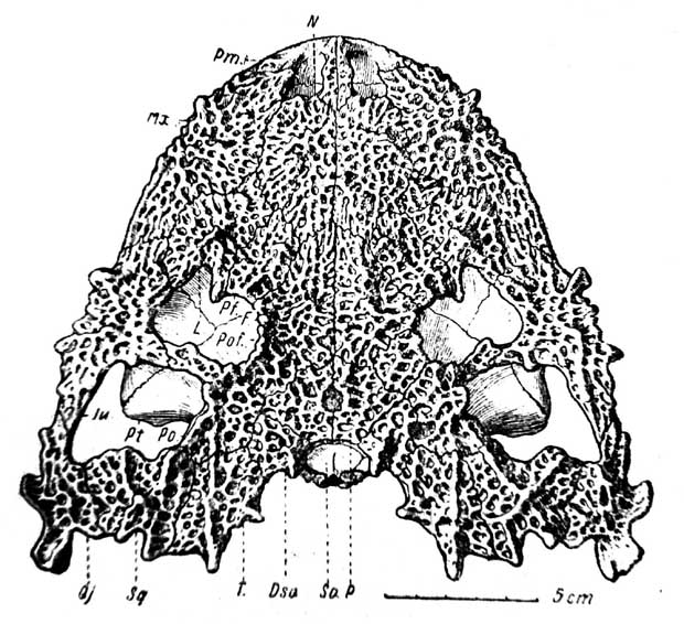 Рис. 1. Lanthanosuchus watsoni, gen. ер. nov. Череп № 271/1, сверху. Dso — dermosupraoccipitale; F —frontale; Ju — jugale; Mx — maxillare; L — lacrymale; N — nasale; P — parietale; Pm — praemaxillare; Pt — pterygoideum; Pf — praefrontale; Po — postorbitale; Pof — postfrontale; Qj — quadratojugale; So — supraoccipitale; Sq — squamosum; T — tabulare