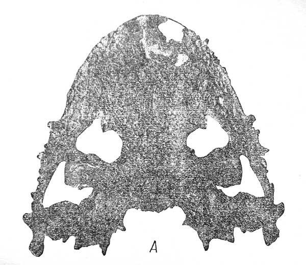 Табл. I. Lanthanosuchus watsoni, gen. et sp. nov. Череп № 271/1. A — череп сверху; B — череп снизу, 4/7 натуральной величины.