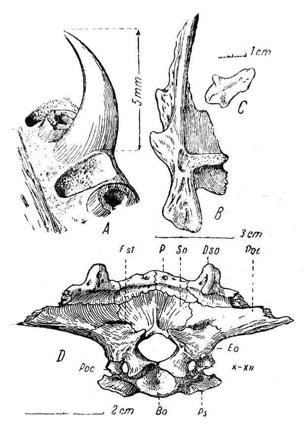 Рис. 3. Lanthanosuchus watsoni, gen. et sp. nov. A — часть зубного ряда верхней челюсти, увеличено; B — quadratojugale dexirum, снизу; C — очертания septomaxillare, сверху; D — центральная часть затылка (с черепа № 271/1). Обозначения как на рис. 1 и 2 и еще: I—XII — отверстие блуждающего и подъязычного нервов; F. pt — посттемпоральное окно.
