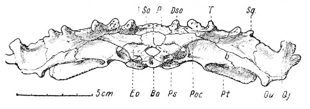 Рис. 4. Lanthanosuchus watsoni. gen et sp. nov. Череп № 271/1, затылочная поверхность. Обозначения как на предыдущих рисунках.