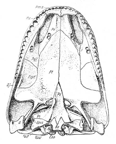 Рис. 8. Seymouria baylorensis Broili. Реконструкция вентральной поверхности черепа [По Уайту (White), 1939]. ⅔ натуральной величины. Обозначения как на прежних рисунках, за исключением: Bpt — базиптеригоидные отростки; Ecpt — transversum (ectopterygoideum); Opis — paroccipitate (opisthoticum).