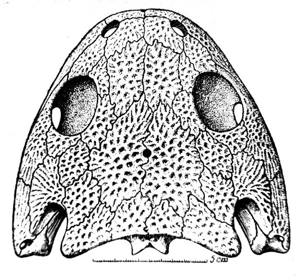 Рис. 9. Kotlassia prima Amal. Реконструкция крыши черепа. [По Быстрову (Bystrow), 1944].