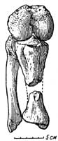 Рис. 2. Rhadiodromus klimovi gen. nov. Бедро и голень в естественном положении, спереди; коленный сустав сильно согнут для показа суставных поверхностей