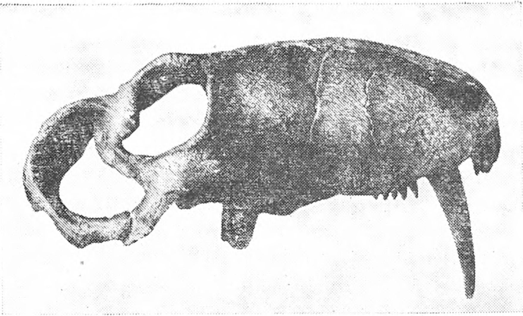 Реконструкция черепа зверообразного ивантозавра (названного в честь И.А. Ефремова)