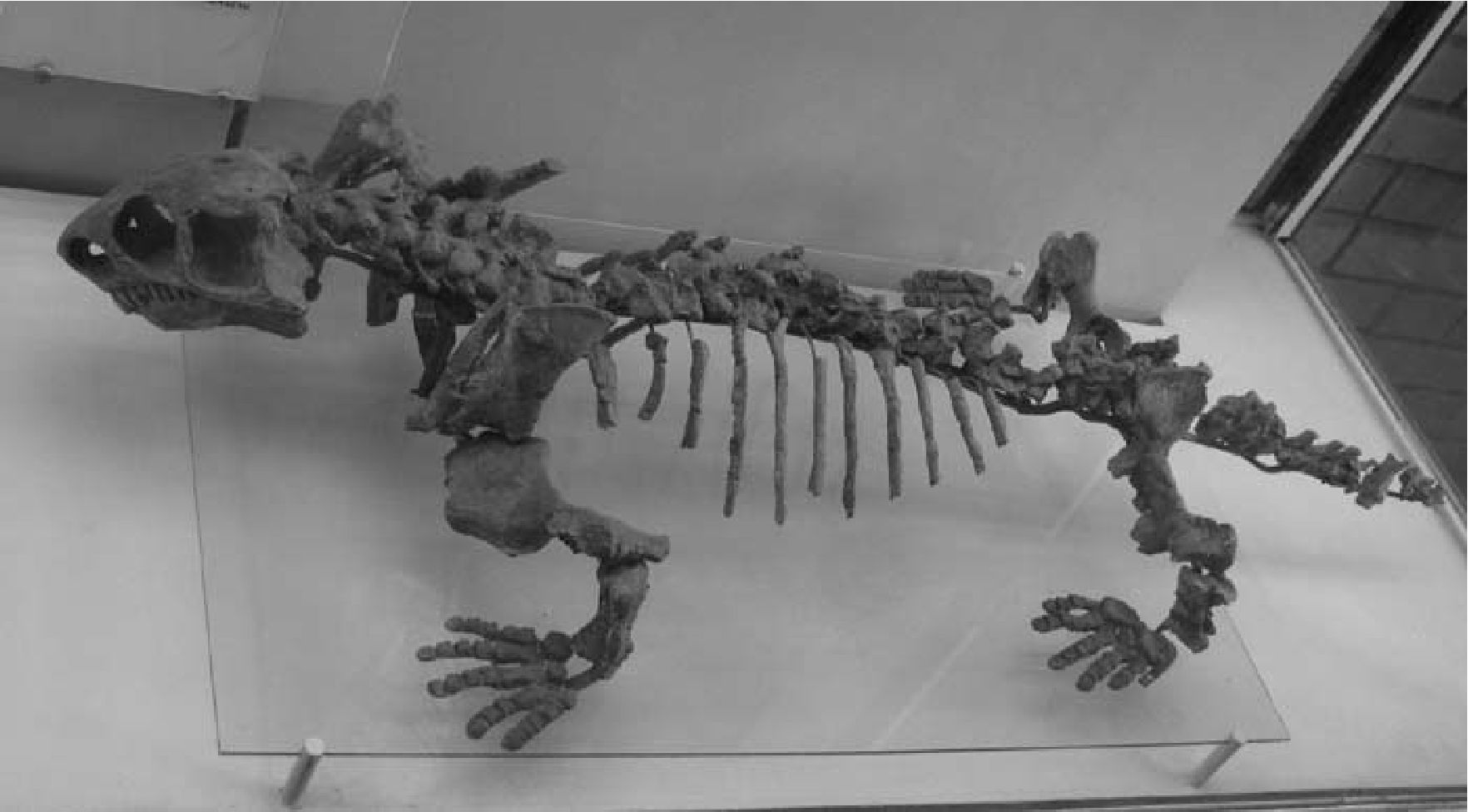 Скелет офиакодонта эннатозавра Ennatosaurus Efremov Верхняя пермь, Архангельская область