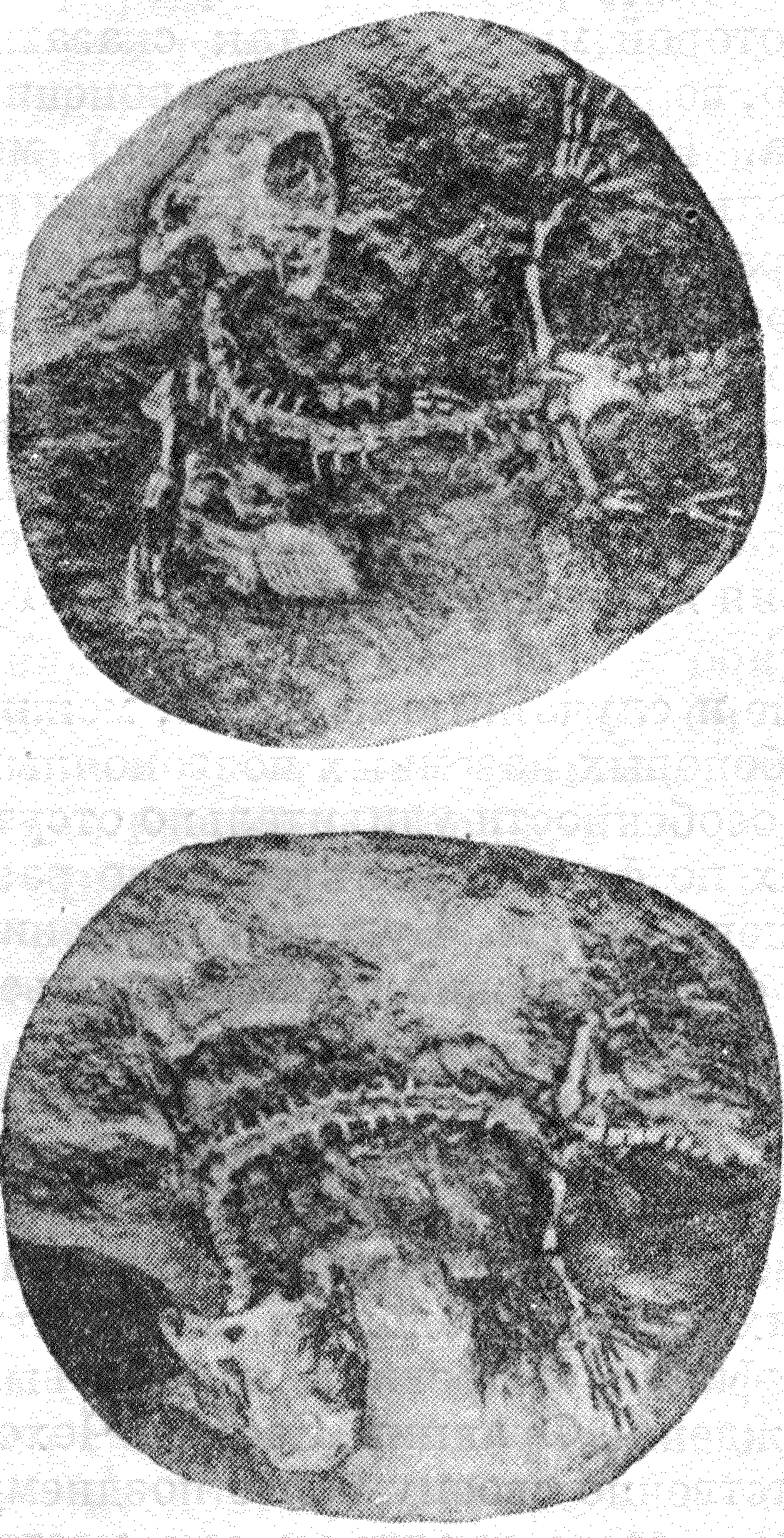 Рис. 1. Конкреция глинистого железняка, содержащего почти полный скелет Miobatrachus — вероятно, предка бесхвостых амфибий. Верхний карбон Мэзон-Крик, США. × 1.