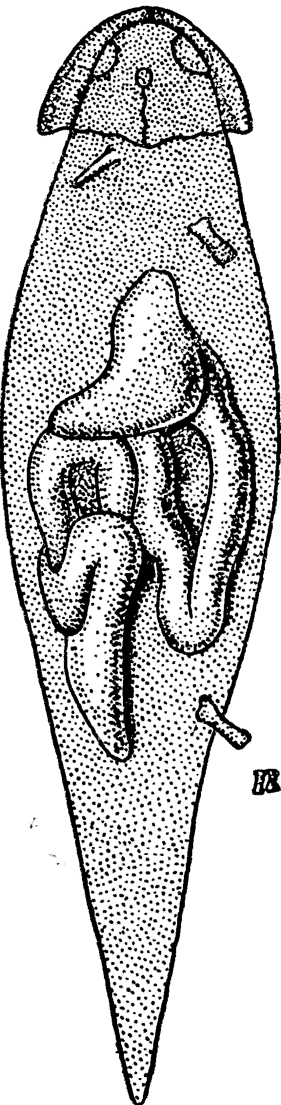 Рис. 2. Личинка бранхиозавра с сохранившимся отпечатком мягких частей тела, кишечником и желудком. Верхний карбон Мэзон-Крик, США. × 2.