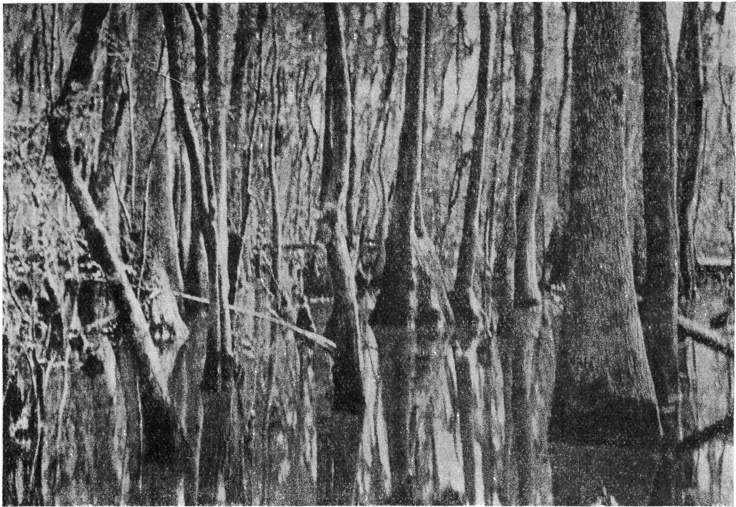 Фиг. 1. Типичный таксодиевый затопленный лее. Болото Окефиноки. Флорида
