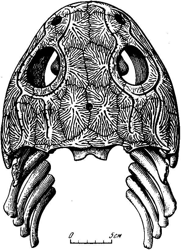 Рис. 60. Лабиринтодонт двинозавр (Dvinosaurus primus Amalitzky). Череп со скелетом жаберных дуг, вид сверху. Верхнепермские отложения Северной Двины (А.П. Быстров, 1938)