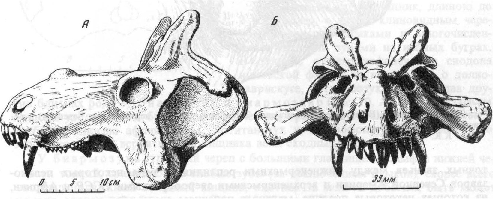 Рис. 74. Череп молодой особи эстемменозуха (Estemmenosaurus mirabilis Tchudinov). (П.К. Чудинов, 1983). Вид сбоку (А) и спереди (Б). Верхняя пермь, Очёр