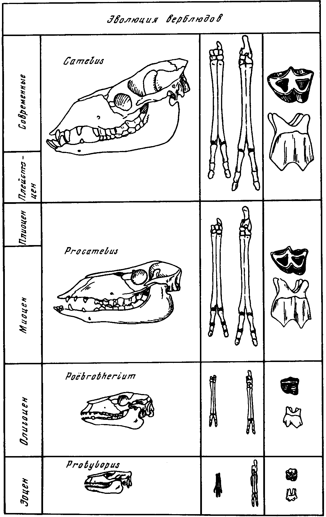Рис. 1. Схема эволюции черепа, коренных зубов и конечностей верблюдов (по R. Lull, из W.B. Scott, 1937, с изменениями)