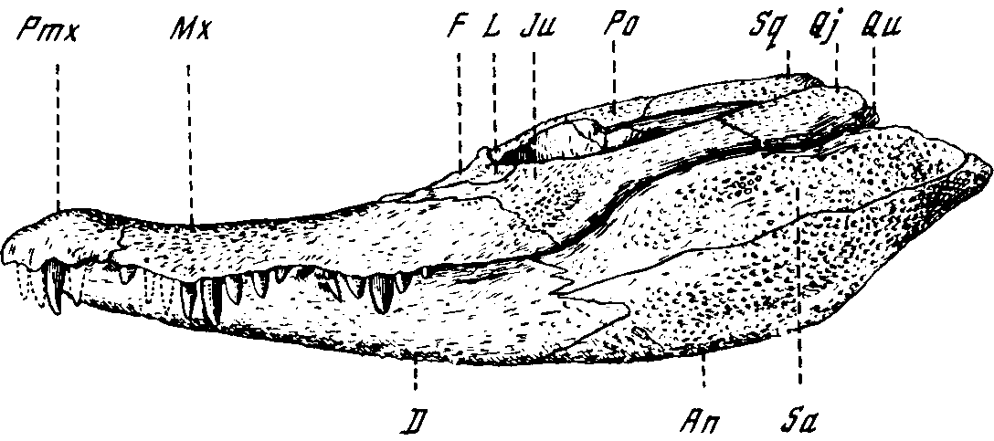 Рис. 38. Параллигатор (Paralligator gradilifrons Konzhukova). Череп, вид сбоку (Е.Д. Конжукова, 1954)