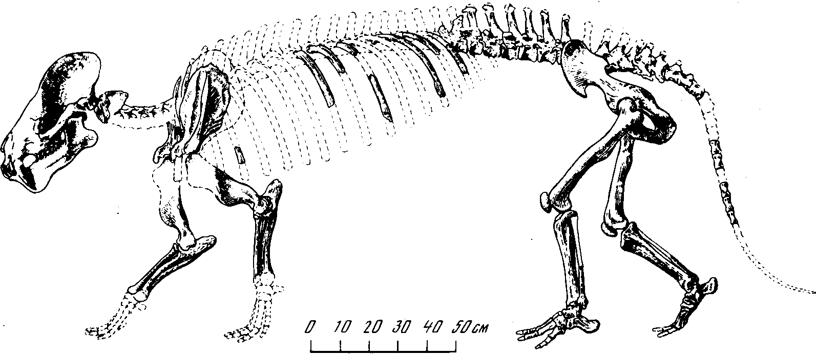 Рис. 41. Скелет монголотерия (Mongolotherium plantigradum Flerov), архаического безрогого диноцерата. Палеоцен-эоцен. Наран-Булак, Монголия (К.К. Флеров, 1954)